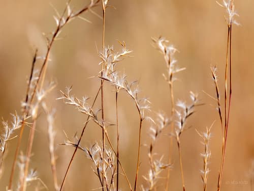 Little Bluestem 'Prairie Blues'