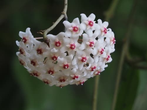 Hoya Rope