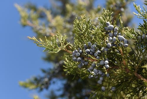 Eastern Red Cedar