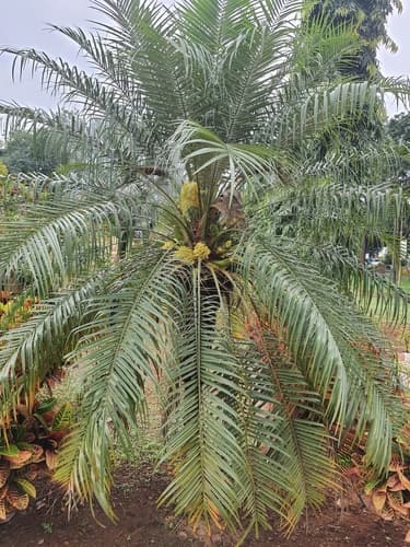 Pygmy Date Palm