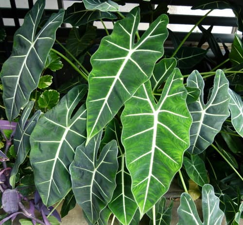 Alocasia Frydek