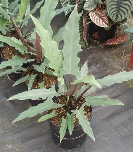 Purple Sword Alocasia
