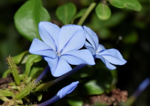 Plumbago