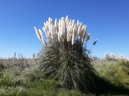 Grass, Pampas