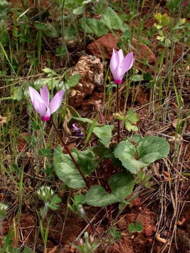 Cyclamen
