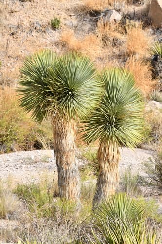 Beaked Yucca