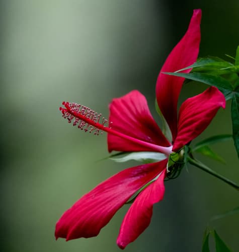 Texas Star Hibiscus