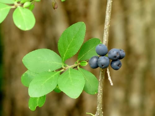 Elbow Bush