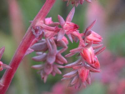 Echeveria