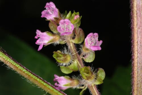 Perilla 'Magilla'