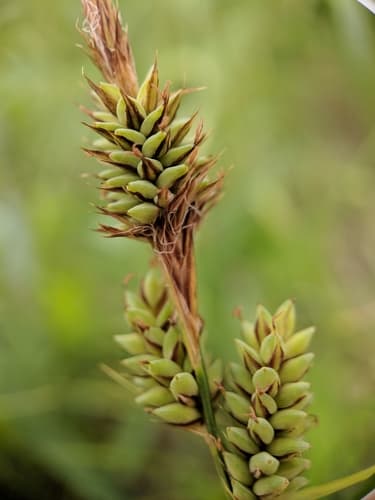 Carex 'Feather Falls'