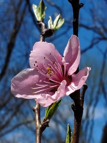 Belle of Georgia Peach