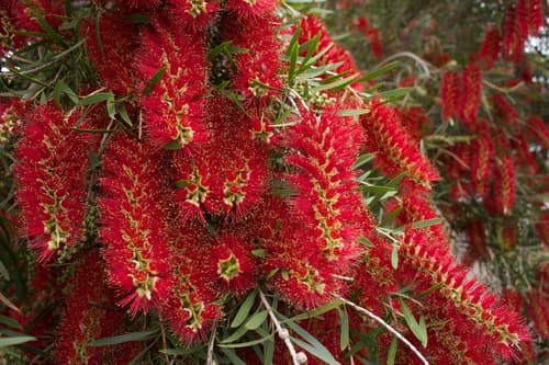 Little John Bottlebrush