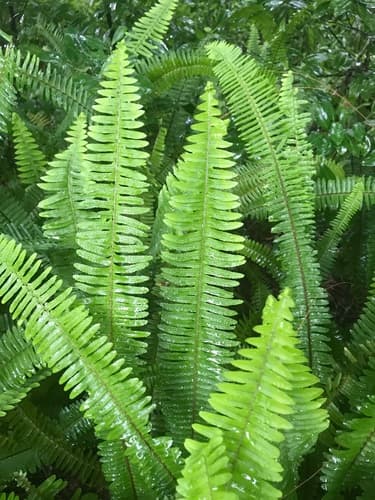 Boston Fern