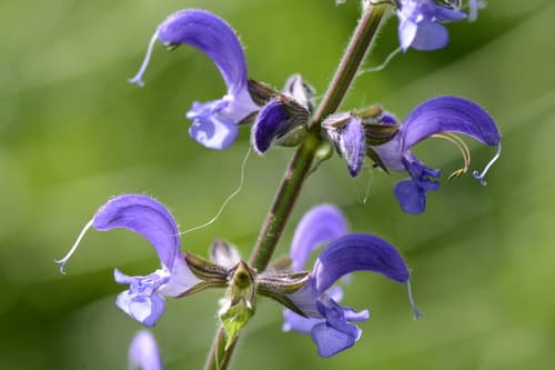 Meadow Sage