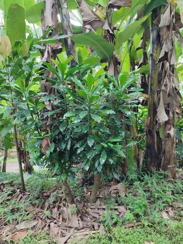 Euphorbia