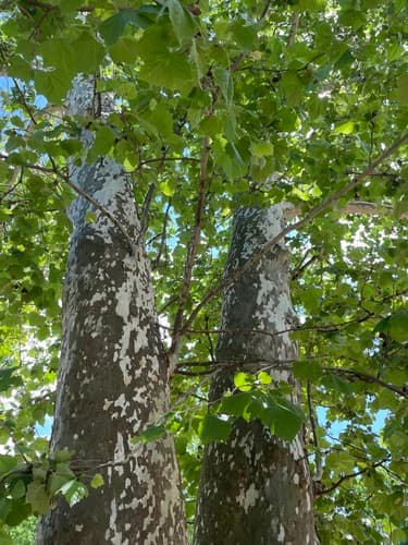 Sycamore