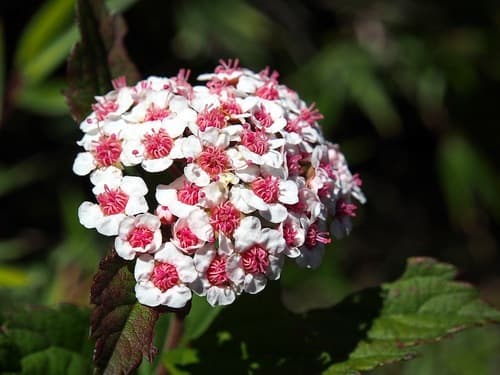 Spirea