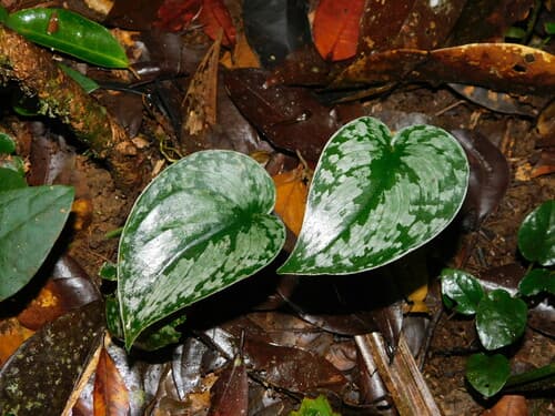 Exotica
