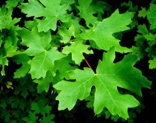 Texas Sugar Maple