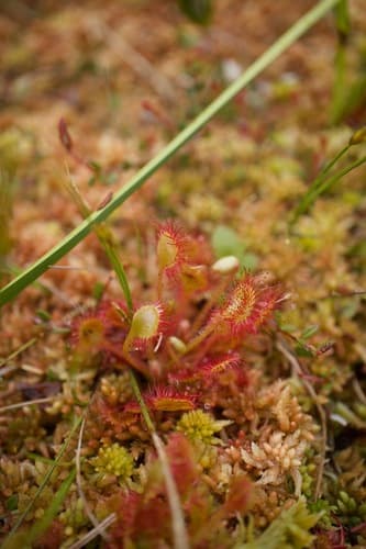Sundews