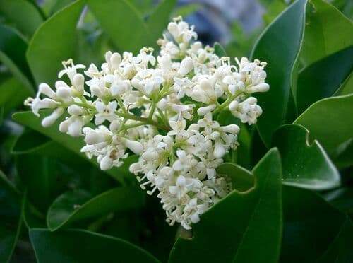 Waxleaf Ligustrum