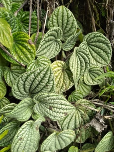 Peperomia 'Rana Verde'