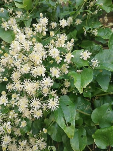 Clematis 'Captain Thuilleaux'