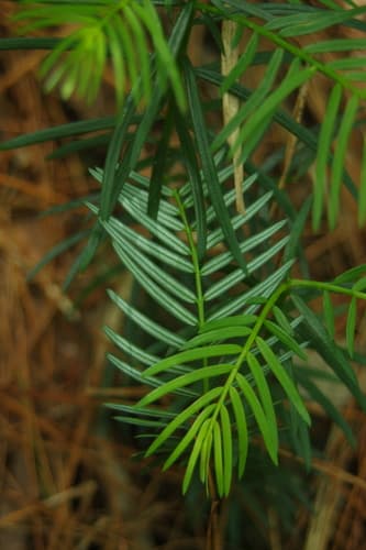 Plum Yew