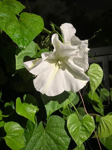 Moonflower