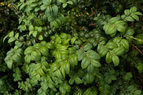 NewGen Independence Boxwood