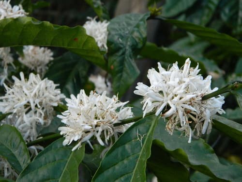 Coffee Plant