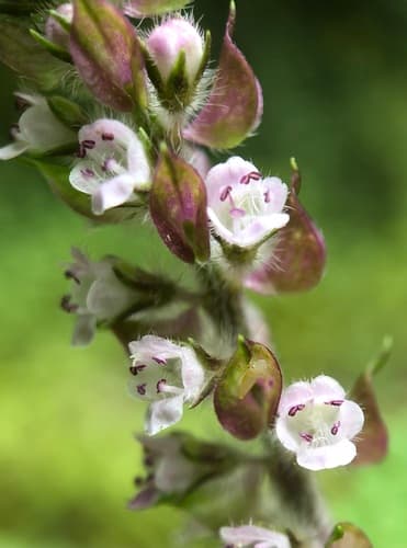 Perilla Magilla