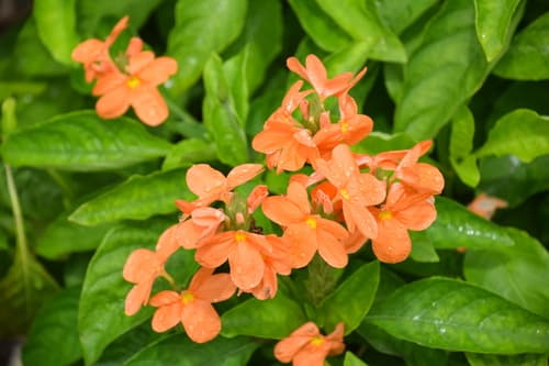 Crossandra 'Sundance'