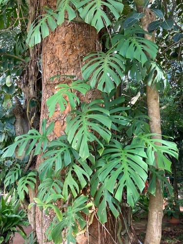 Mini Monstera