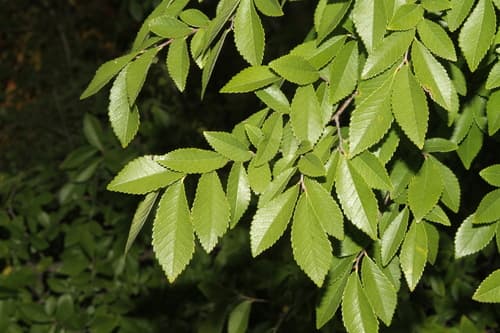 Lace Bark Elm
