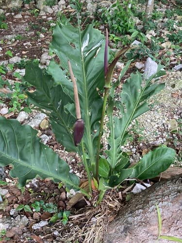 Bird's Nest Anthurium