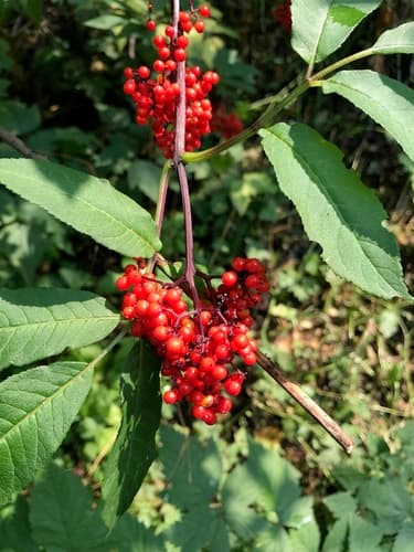 Elderberry