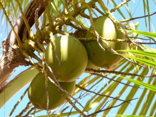 Coconut Palm