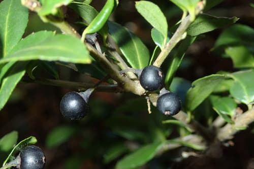 Compacta Holly