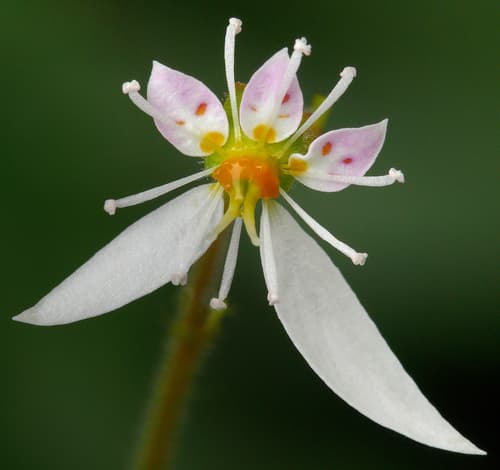 Strawberry Begonia