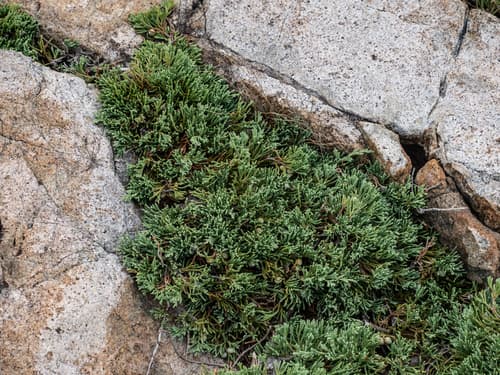 Andorra Juniper