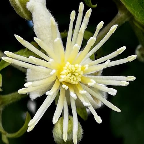 Nelly Moser Clematis
