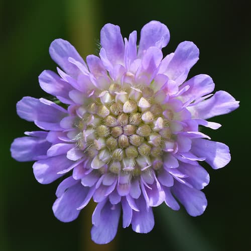 Scabiosa