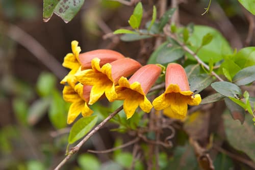 Crossvine Staked