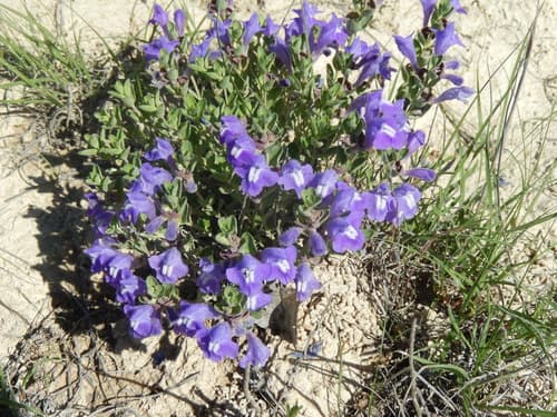 Purple Skullcap