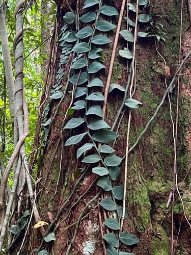 Shingle Plant