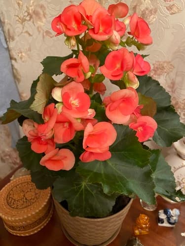 Begonia Rieger