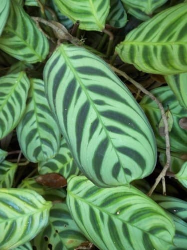 Calathea 'Burle Marx' / Fishbone Prayer Plant