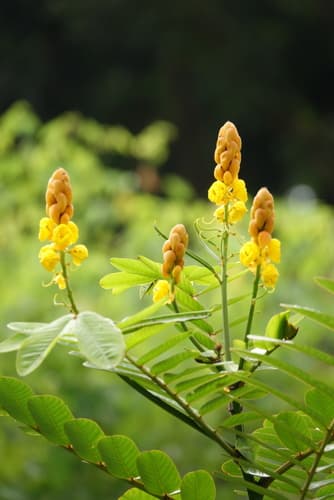 Candle Tree